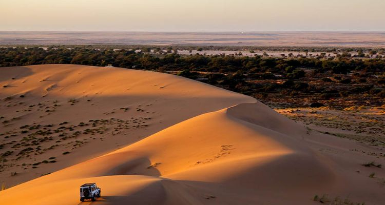 Desert safari platinum
