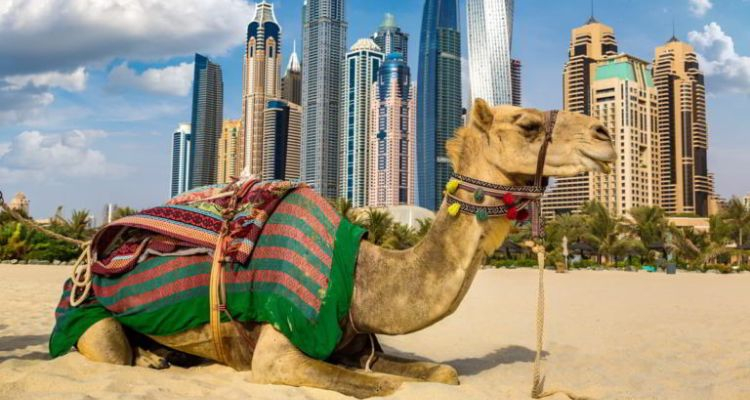 Half day dubai moderno pomeriggio