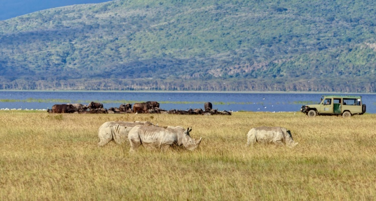 Lake Nakuru & Masai Mara