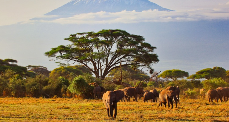 Amboseli & Tsavo con Mini Van