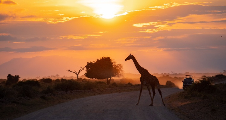 Tour Tsavo da Mombasa con 4x4