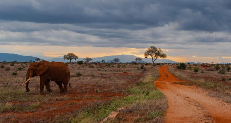 Tour Tsavo da Mombasa con 4x4