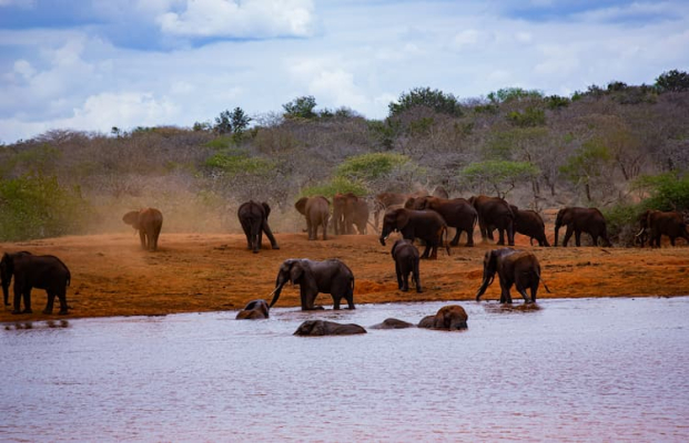 Safari Tsavo Est: 3 Giorni da Mombasa