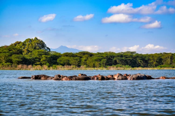 Gran Safari del Kenya: Lake Nakuru e Masai Mara