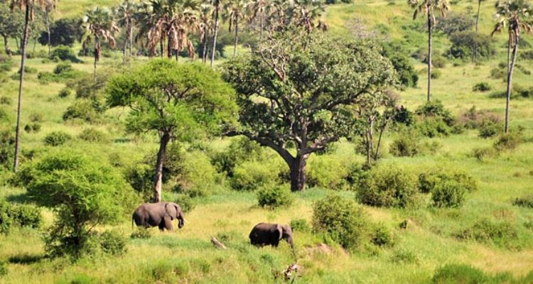 TANZANIA: dal Tarangire al Serengeti