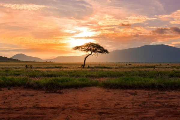 Safari Tsavo Mix: 4 Giorni tra Tsavo Ovest e Tsavo Est