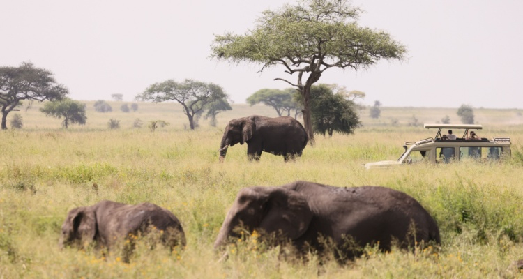 MiniTour dal Tarangire allo Ngorongoro