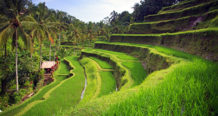 Bali Round Trip